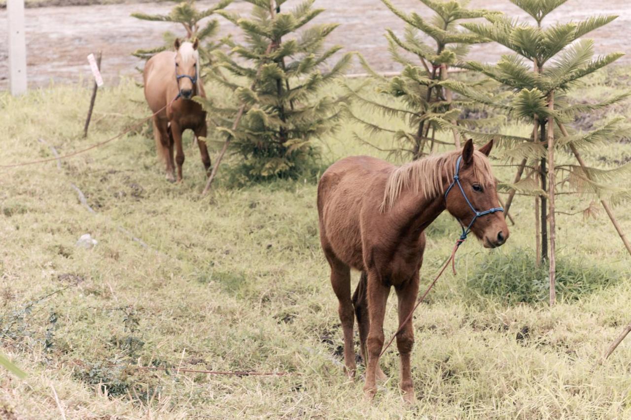 Pilafarm Séjour à la ferme